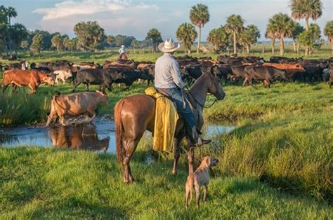 Historic Florida cattle ranching. . Florida cattle ranching history